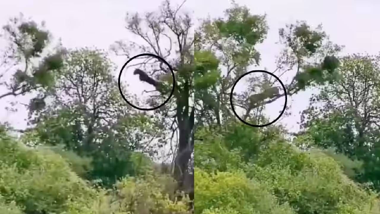 VIDEO | बिबट्याने झाडावर उडी मारली आणि माकडाची शिकार केली, लोकांचे डोळे पाणावले