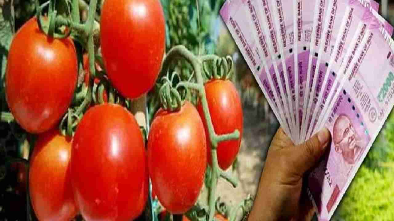 Tomato Price : शेतकरी राजाला पहिल्यांदाच घामाचे दाम! Tomato ने केले मालामाल