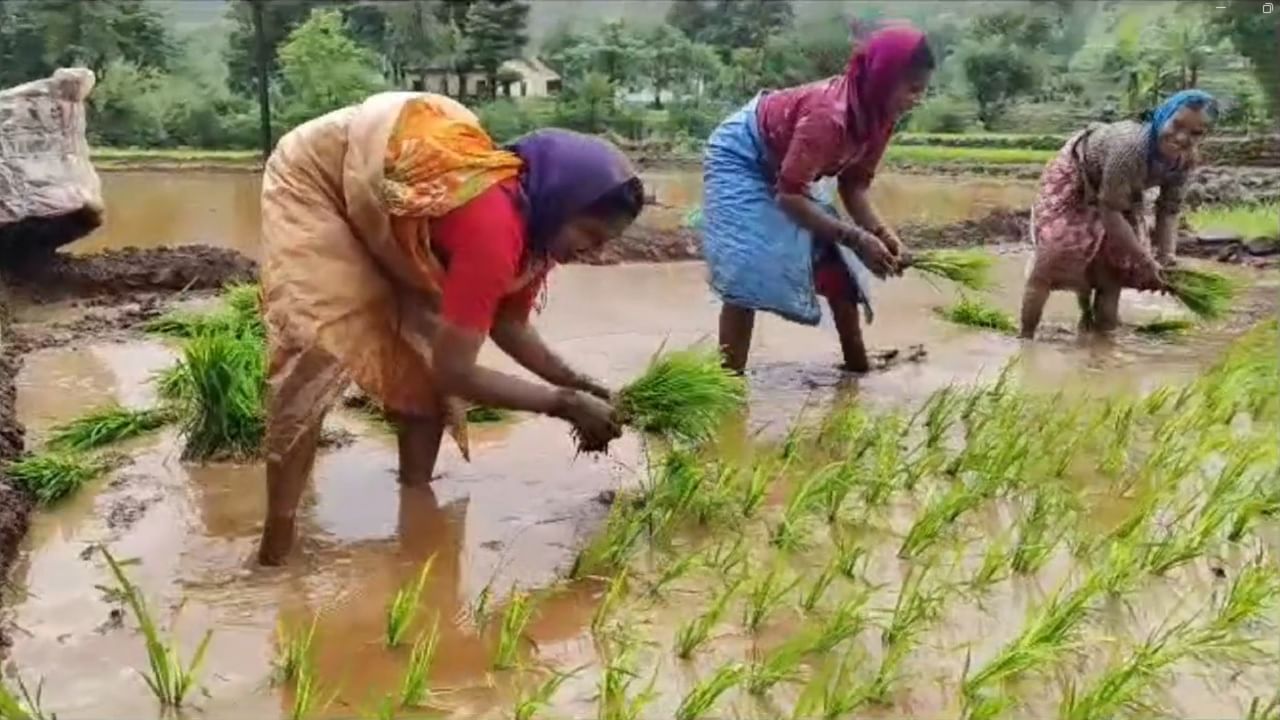 सातारा पाटण तालुक्यात दमदार पाऊसाला सुरुवात झाल्याने भात लावणीला वेग आला आहे.