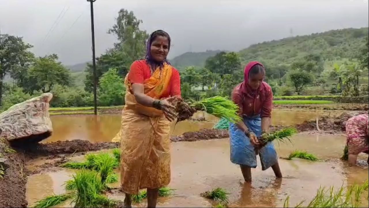 नांदेडमध्ये तेलंगणा राज्याच्या सीमावर्ती भागात भाताच्या लागवडीची लगबग सुरू आहे.