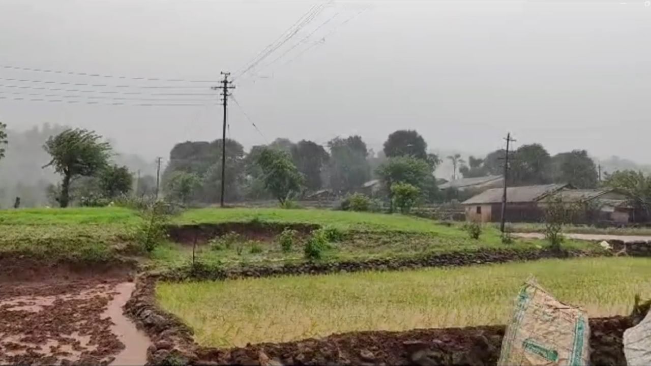 पारंपारिक लोकगीते म्हणत भात लागवड सुरू झाल्याचे व्हीडिओ सोशल मीडियावर व्हायरल होत आहेत. 