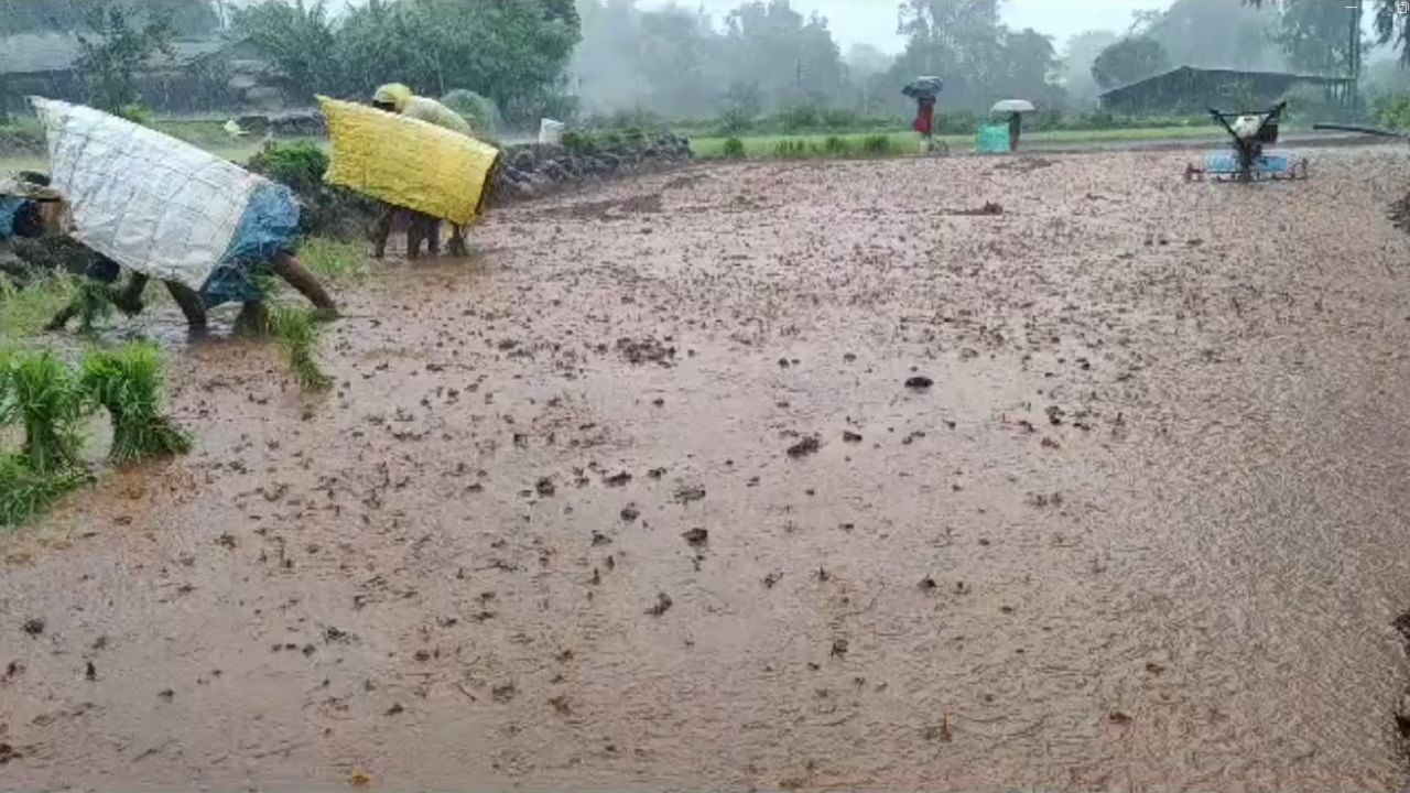 पाऊस उशीर सुरु झाला असला तरी भात लावणी अंतिम टप्प्यात आली आहे. 