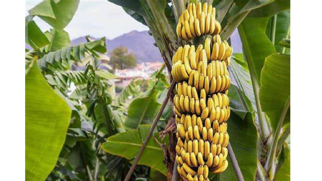 केळ्यामध्ये असलेले व्हिटॅमिन बी 6 सेरोटोनिन आणि डोपामाइन सारख्या न्यूरोट्रांसमीटरच्या उत्पादनास मदत करून मेंदूच्या आरोग्यास समर्थन देते. हे न्यूरोट्रांसमीटर हे मूड चांगला ठेवतात.