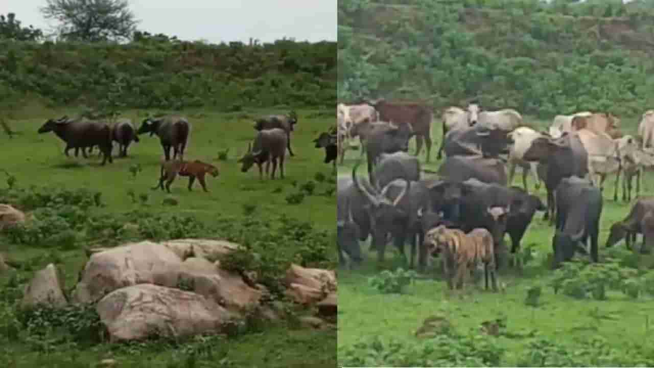 वाघाचा राहुटीतील मेंढपाळ कुटुंबावर हल्ला, मेंढपाळांनी दिली वाघाशी झुंज, अखेर...