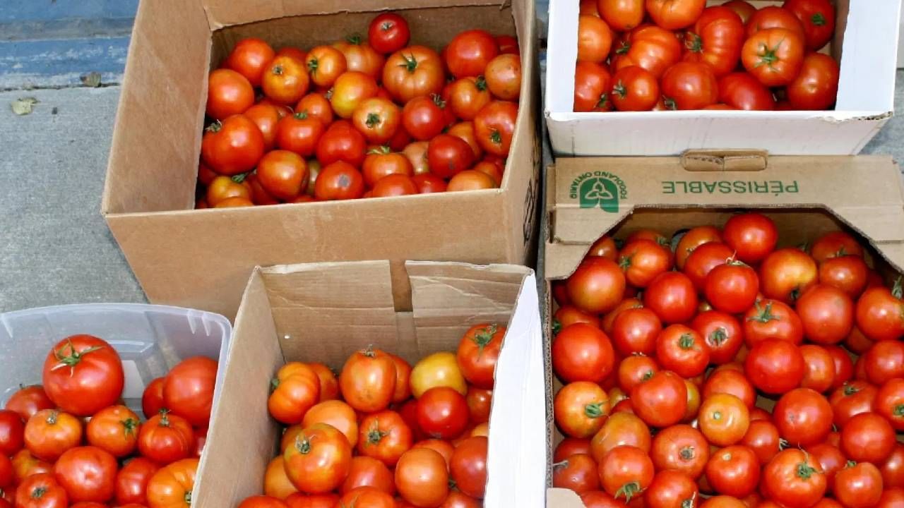 Tomato Price Hike : आईसाठी काय पण! मुलीने या देशातून थेट आणले टोमॅटो