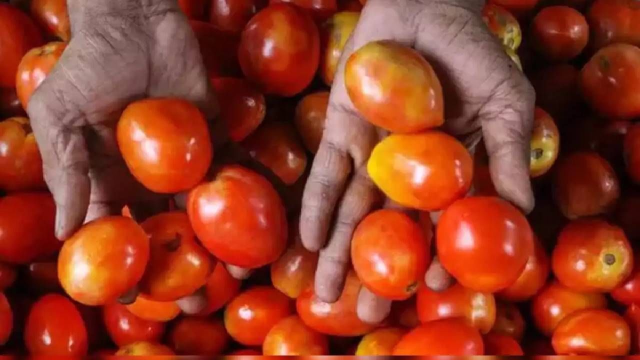 Tomato Price : घरबसल्या खरेदी करा टोमॅटो! किंमत पण एकदम स्वस्त