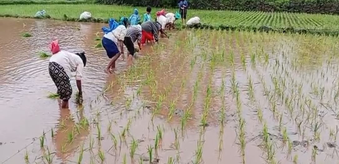 भोर तालुक्यातील 60 टक्के शेतकऱ्यांची भात लावणीची कामं पूर्ण झाली आहेत. शेतात चिखल करत शेतकऱ्यांची भात लावणीची लगबग सुरू आहे.