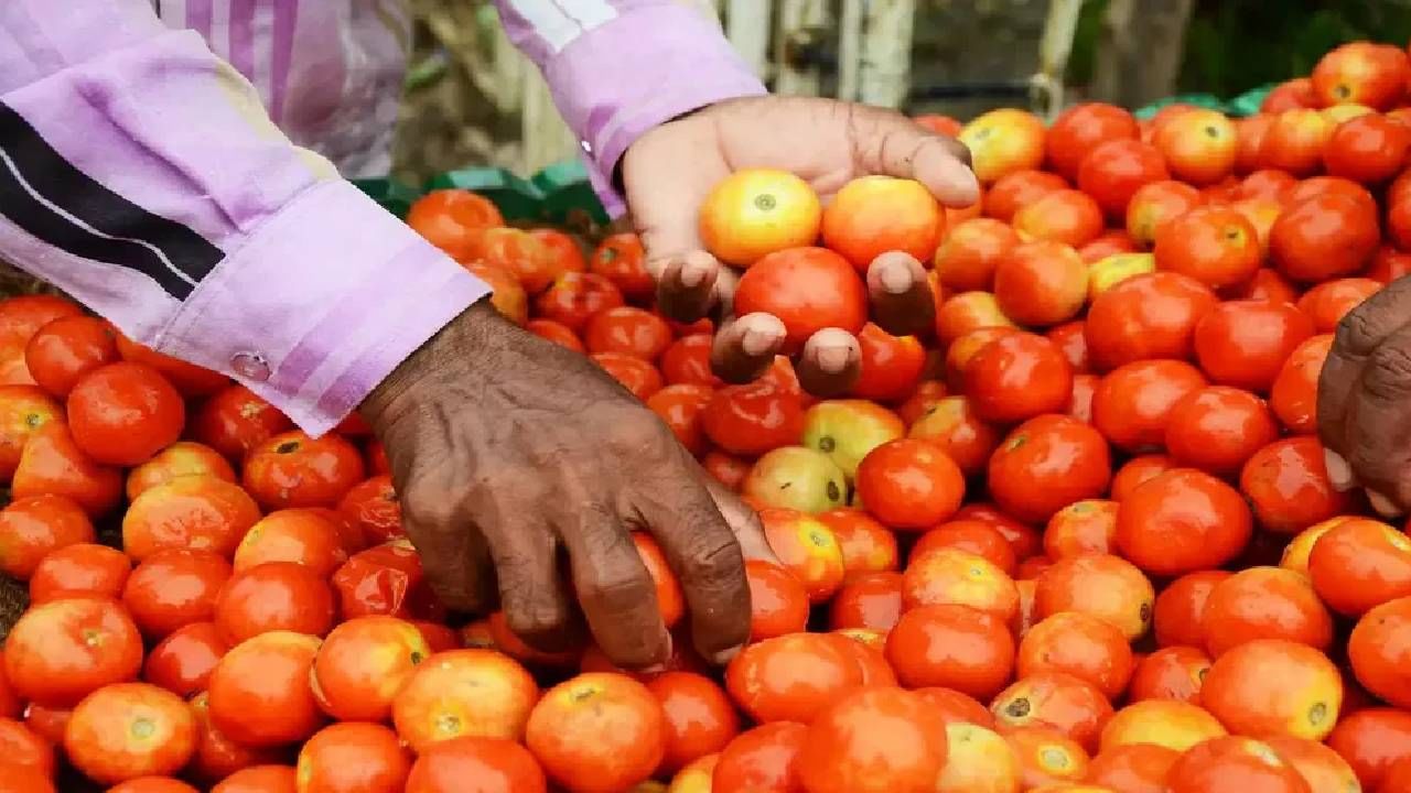 टोमॅटोच्या एका कॅरेटला 2 हजाराचा दर; बीडच्या शेतकऱ्याचा तोफा वाजवून जल्लोष