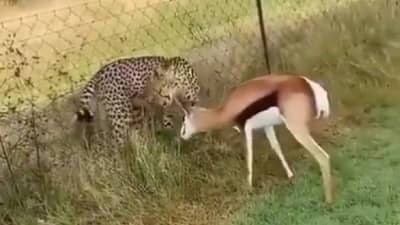 IFS अधिकाऱ्याने व्हिडीओ शेअर करत लिहिले, चित्ता करतोय विंडो शॉपिंग!, खूप हसाल!