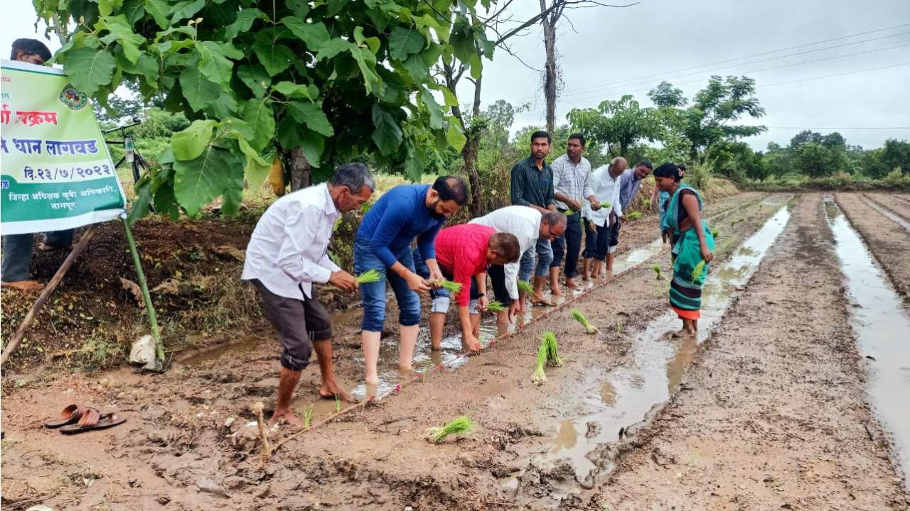 जिल्हाधिकाऱ्यांनी केली बांधात उतरून रोवणी, कान्हादेवीचे शेतकरी झाले आश्चर्यचकित