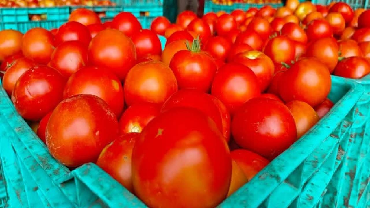 Tomato Price : टोमॅटोने घेतली पुन्हा फिरकी, या शहरात भावात 7 पट वाढ