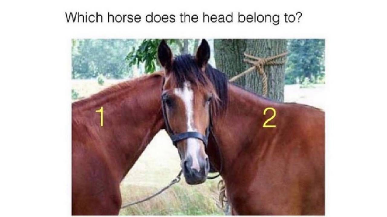 optical illusion horse