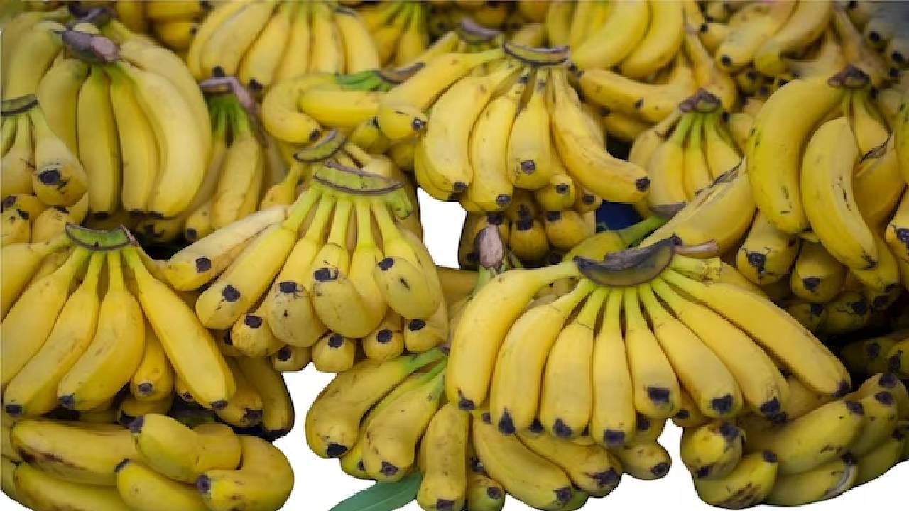  केळी लवकर काळी पडू नयेत म्हणून ती विकत घेताना विशेष काळजी घ्या. घडातील एकही केळं कापलेलं किंवा सालं फाटलेलं नसावं. तसेच जास्त पिकलेली केळीही खरेदी करू नयेत.                                  ( डिस्क्लेमर : या आर्टिकलमध्ये देण्यात आलेली माहिती व उपाय हे सामान्य ज्ञानावर आधारित आहेत. आमचा याला दुजोरा नाही. ते अवलंबण्यापूर्वी तज्ज्ञांचा सल्ला जरूर घ्यावा.)