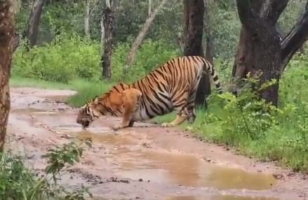 VIDEO | तहानलेला वाघ जेव्हा जंगलात वाहत्या पाण्यावर आपली तहान भागवतो, व्हिडीओ पाहिल्यावर वाढतंय निसर्ग प्रेम