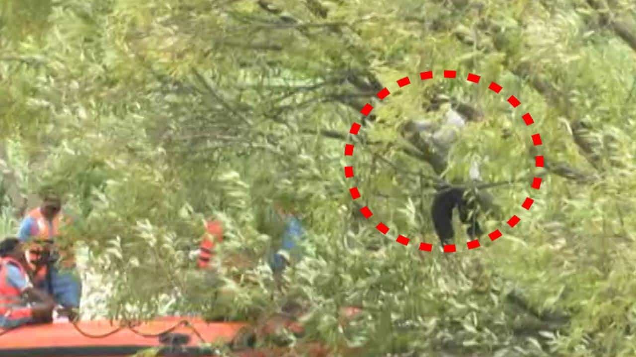 दैव बलवत्तर म्हणून...वारणा नदी पात्रात अडकला होता पठ्ठा; NDRFच्या मदतीने बचावला!