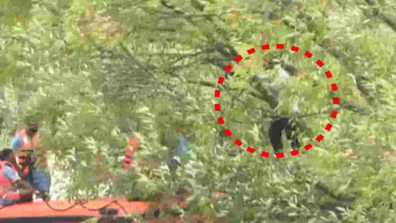 दैव बलवत्तर म्हणून...वारणा नदी पात्रात अडकला होता पठ्ठा; NDRFच्या मदतीने बचावला!