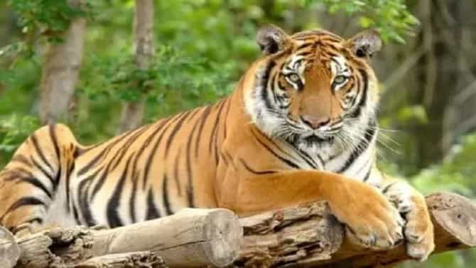 राज्यात पाच वर्षांत ११५ वाघांचा मृत्यू, माहिती अधिकारात धक्कादायक माहिती उघड