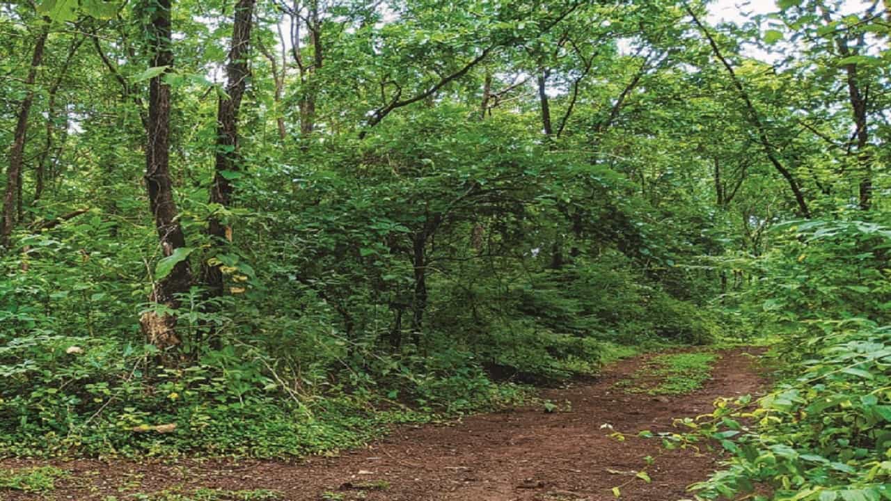 धक्कादायक ! काय सांगताय… पुण्यातील जंगलात बॉम्ब बनवण्याचं प्रशिक्षण?