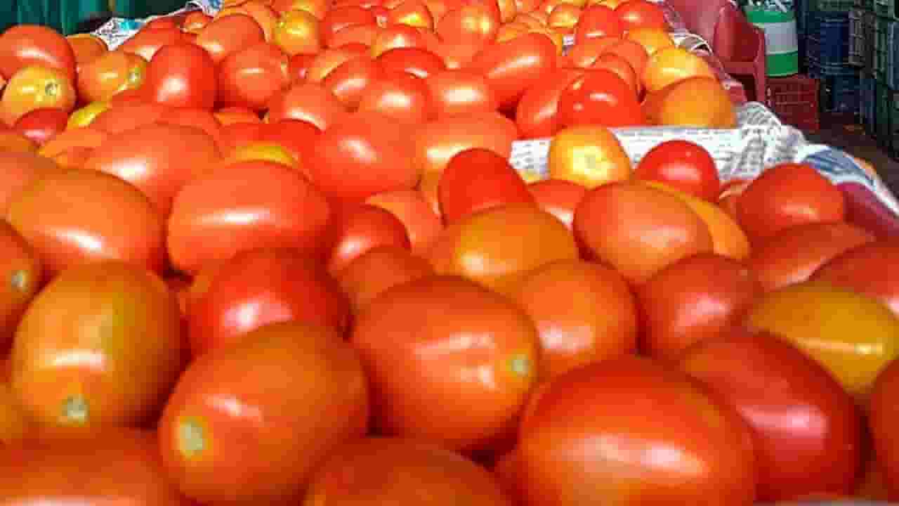 सोनं, चांदी, पैसांवर डल्ला तर चोर मारतातच पण आता टोमॅटोची चोरी? नेमकं कुठ घडलं असं? सोनं, चांदी, पैसांवर डल्ला तर चोर मारतातच पण आता टोमॅटोची चोरी? नेमकं कुठ घडलं असं?