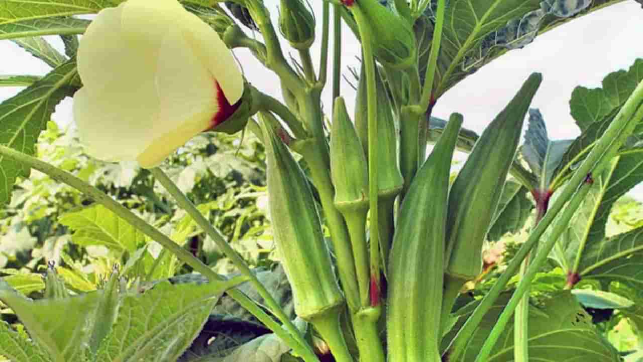 Okra Farming : भेंडीने बदलले नशीब, कमाईत मोठ-मोठ्या अधिकाऱ्यांना टाकले मागे