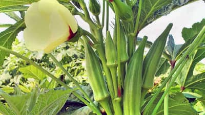 Okra Farming : भेंडीने बदलले नशीब, कमाईत मोठ-मोठ्या अधिकाऱ्यांना टाकले मागे