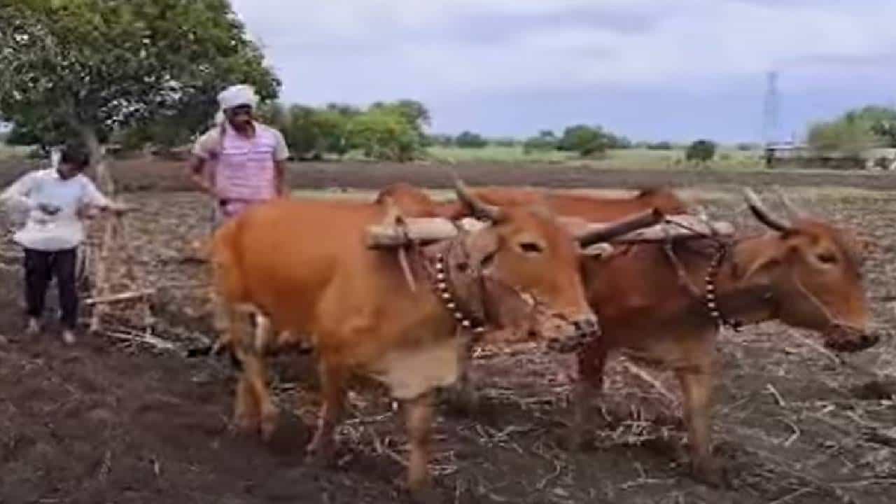 परभणीत संततधार थांबली; बळीराजा पावसानंतर शेतात रमला परभणीत संततधार थांबली; बळीराजा पावसानंतर शेतात रमला
