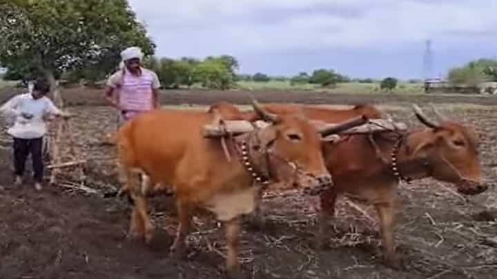 परभणीत संततधार थांबली; बळीराजा पावसानंतर शेतात रमला परभणीत संततधार थांबली; बळीराजा पावसानंतर शेतात रमला
