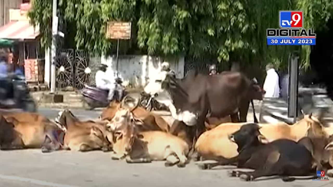 नागपुरच्या रस्त्यांवर मोकाट जनावरांचा सुळसुळाट, नागरिकांना मनस्ताप अन् नगरपालिकेसह प्रशासनाचे दुर्लक्ष नागपुरच्या रस्त्यांवर मोकाट जनावरांचा सुळसुळाट, नागरिकांना मनस्ताप अन् नगरपालिकेसह प्रशासनाचे दुर्लक्ष