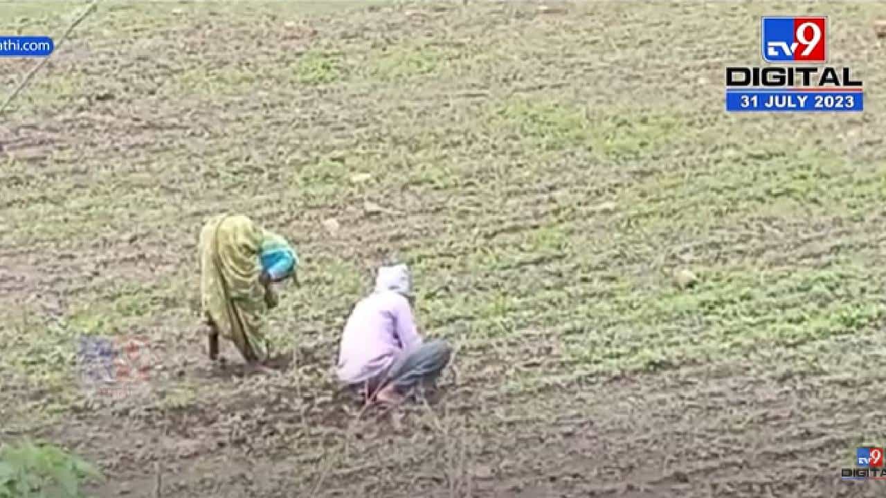 नांदेडमध्ये पावसाची विश्रांती, पाऊस थांबल्यामुळे शेतीच्या कामाला वेग! नांदेडमध्ये पावसाची विश्रांती, पाऊस थांबल्यामुळे शेतीच्या कामाला वेग!