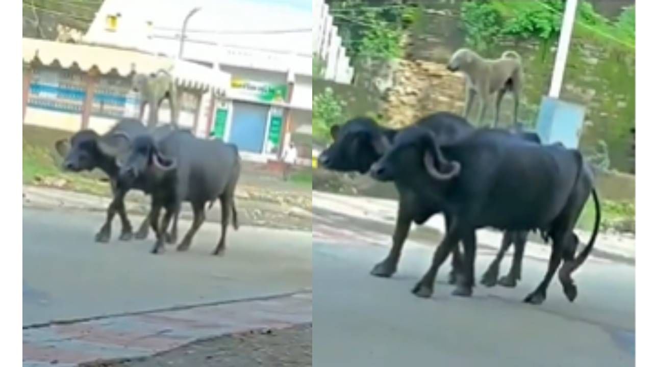 ओये होये! कुत्रा दोन म्हशींवर स्वार, एकदम अजय देवगण स्टाईल ओये होये! कुत्रा दोन म्हशींवर स्वार, एकदम अजय देवगण स्टाईल