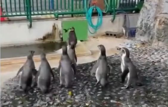 Viral Video : फुलपाखराला पकडण्यासाठी पेंग्विनमध्ये लागली चढाओढ, व्हिडीओ पाहून तुमचं मनोरंजन होईल