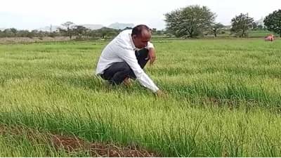 पाऊस नसल्याने कांद्याची रोपे तयार होऊनही लागवड..., शेतकऱ्याने सांगितली अडचण