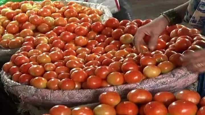 टोमॅटोची सोन्याची झळाळी उतरली; येथे पंधरा दिवसात 75 टक्क्यांनी दरात घसरण टोमॅटोची सोन्याची झळाळी उतरली; येथे पंधरा दिवसात 75 टक्क्यांनी दरात घसरण