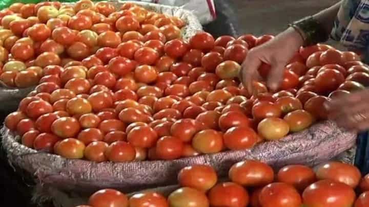 टोमॅटोची सोन्याची झळाळी उतरली; येथे पंधरा दिवसात 75 टक्क्यांनी दरात घसरण टोमॅटोची सोन्याची झळाळी उतरली; येथे पंधरा दिवसात 75 टक्क्यांनी दरात घसरण
