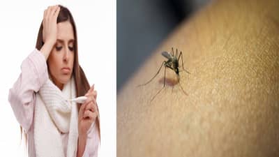 Dengue : वाढत्या तापासह उलटी येणे ठरू शकते धोकादायक, डेंग्यूची ही खतरनाक लक्षणे माहीत आहेत का ?