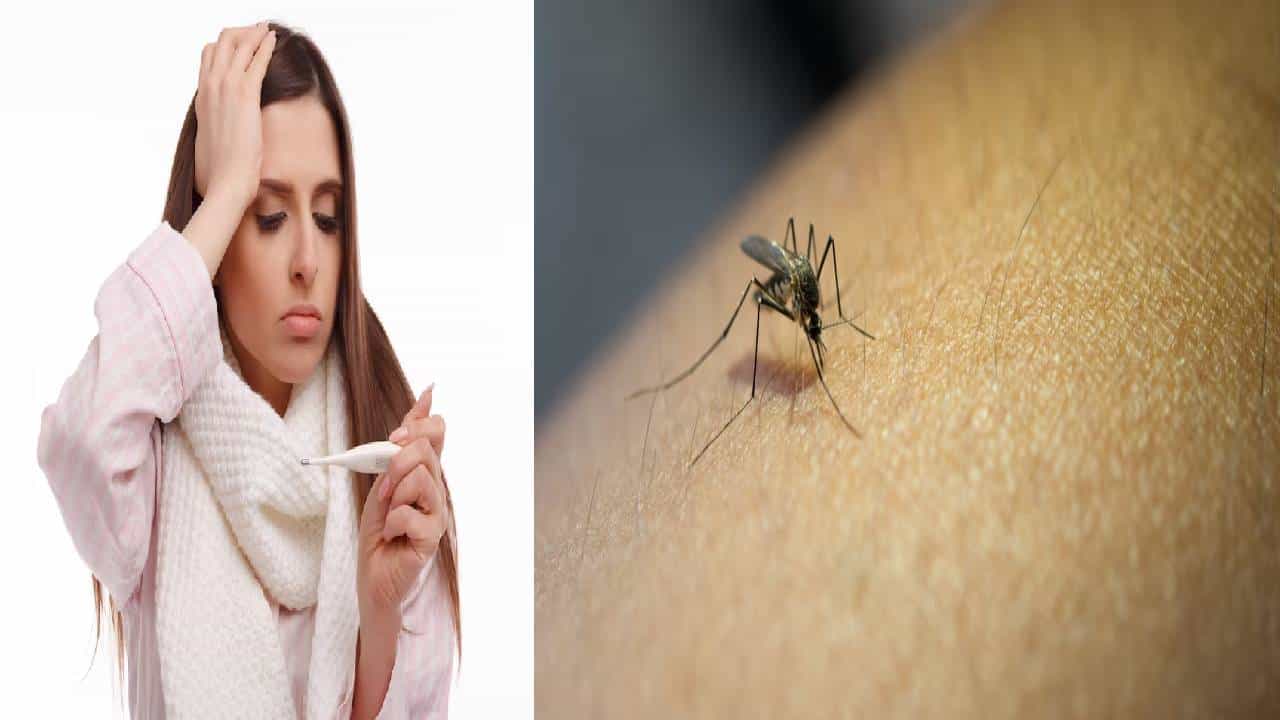 Dengue : वाढत्या तापासह उलटी येणे ठरू शकते धोकादायक, डेंग्यूची ही खतरनाक लक्षणे माहीत आहेत का ?