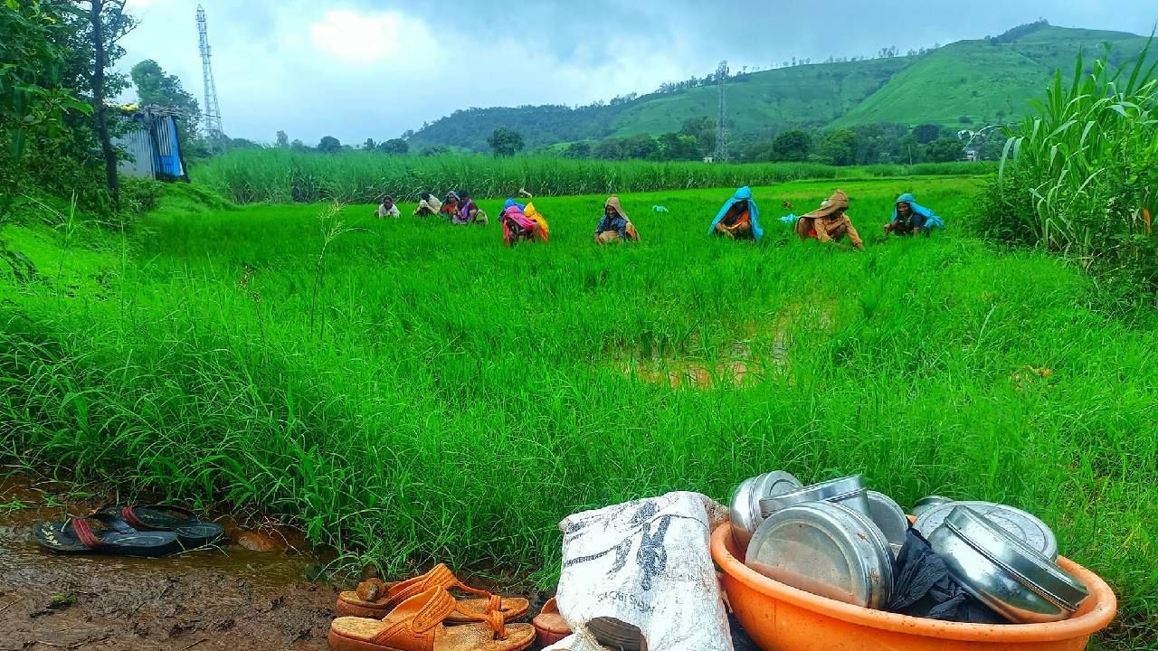 pradhan mantri fasal bima yojana maharashtra : पीक विमा काढण्याची आज शेतकऱ्यांना शेवटची संधी, मागील वर्षीच्या तुलनेत...