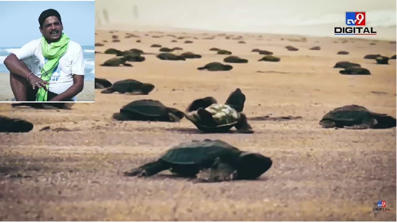 Green Warrier | कासवांच्या संरक्षणासाठी दिले आयुष्य, बिछी भाई यांच्या प्रयत्नांना येतंय यश