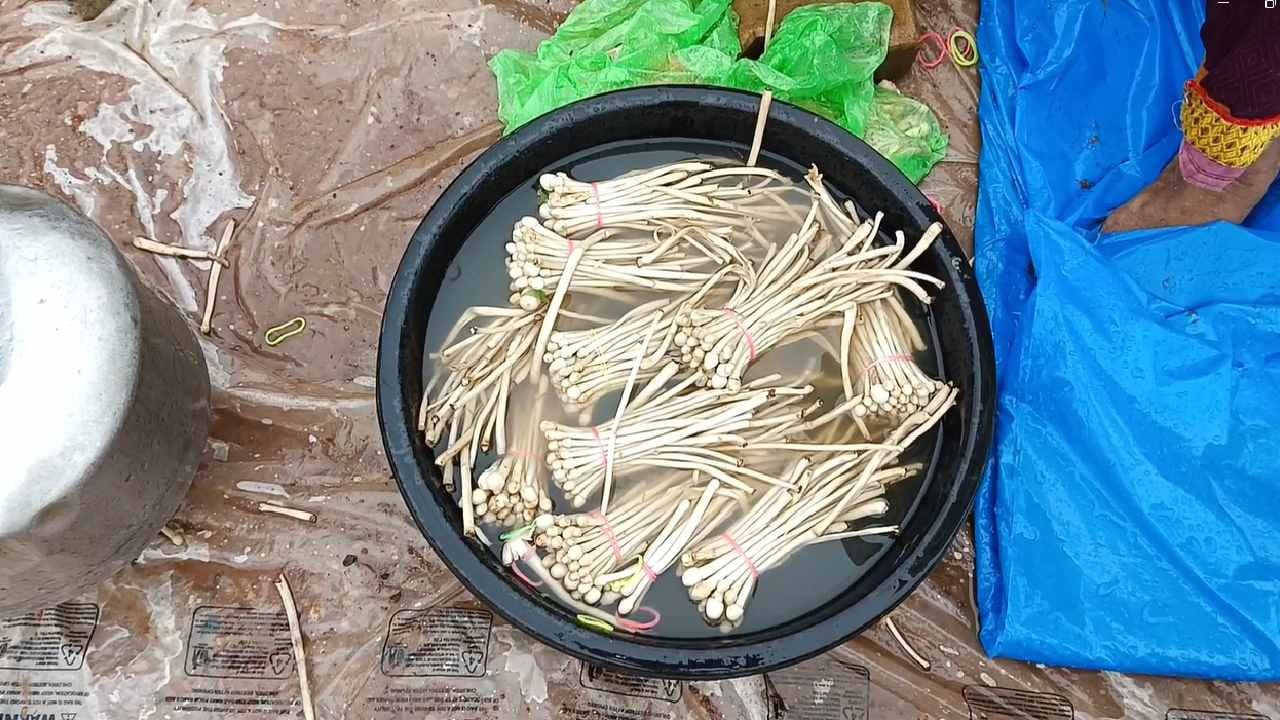 तर आळंबी ही आरोग्याला पोषक असल्याने डॉक्टर देखील पावसाळ्यात जंगली मशरूम खाण्याचा सल्ला देखील देतात.