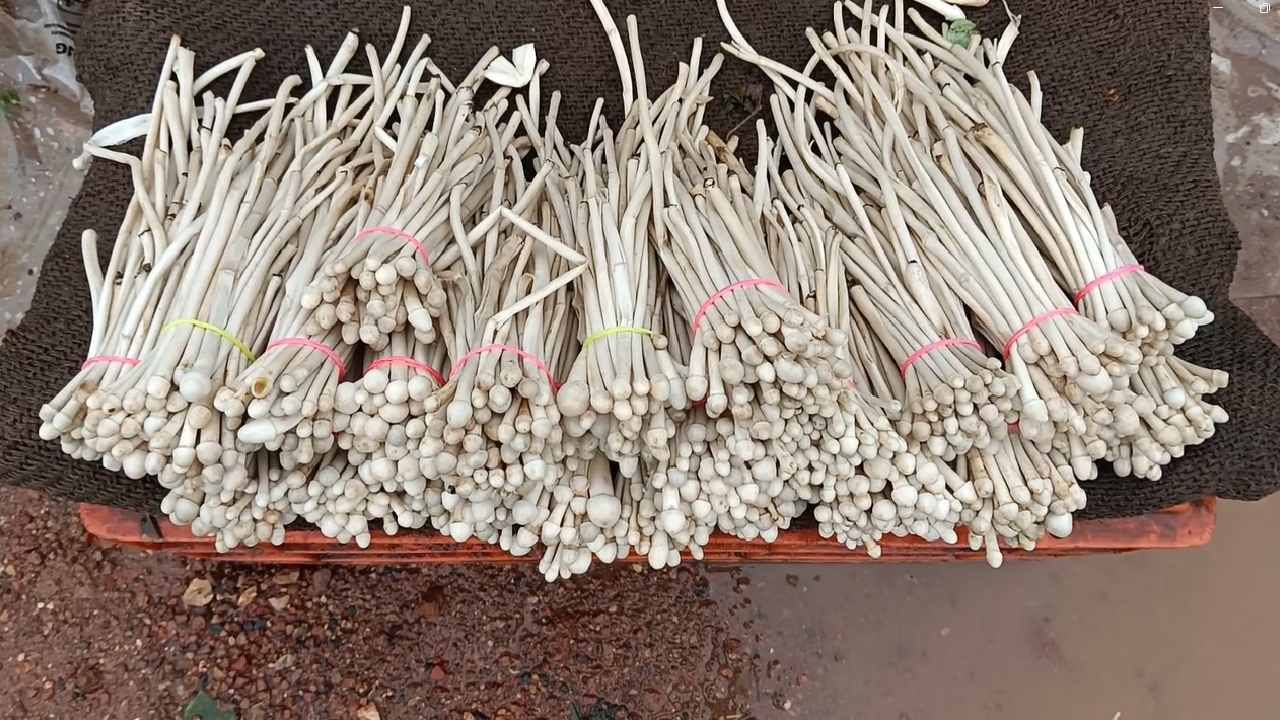 पावसाची हजेरी लागताच गोंदियाच्या बाजारपेठेत जंगली मशरूम विक्री करिता आली असून या जंगली मशरूमला बाजारात मोठ्या प्रमाणात मागणी तर आहेच सोबतच चांगला दर देखील मिळत असून 800 ते 1000 रुपये किलो प्रमाणाने विक्री केली जाते. तरी मशरूम खवयी मशरूम खरेदी करिता बाजारात गर्दी करीत आहे.