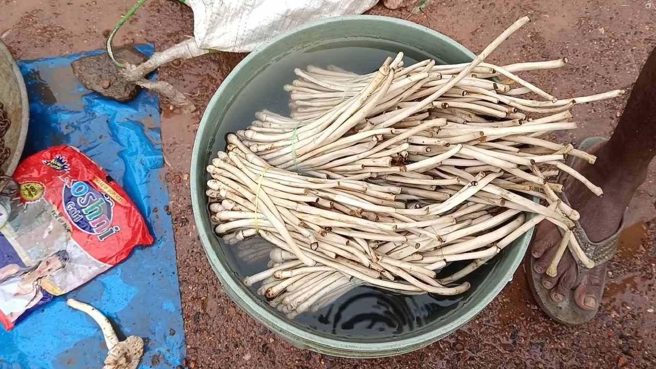 नैसर्गिक वन संपदेने नटलेल्या गोंदिया जिल्ह्यात मोठ्या प्रमाणात जगले असून मुसळधार पाऊस असतो. जंगल भागात नेसर्गिक पद्धतीने ही आळंबी स्वतः उगवतात.