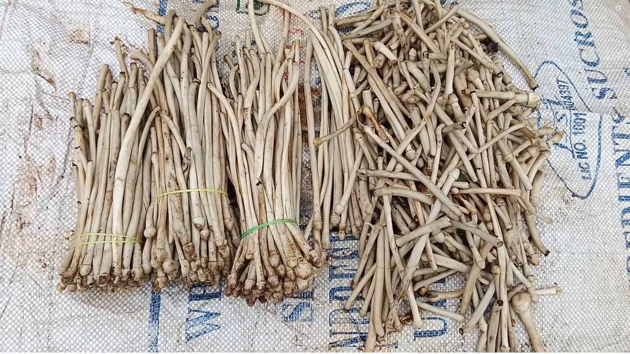 गावकरी सकाळी जंगलात जाऊन आळंबी खोदून आणतात आणि त्यांना स्वच्छ पाण्याने धुवून त्याची विक्री करतात. सध्या मशरूमचे उत्पादन येणे सुरु झाल्याने 800 ते 1000 रुपये किलोंचा दर देखील मिळत आहे.