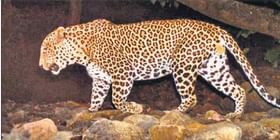 leopard Photo : धुमाकूळ घालणाऱ्या बिबट्यास वनविभागाने असे केले जेरबंद leopard Photo : धुमाकूळ घालणाऱ्या बिबट्यास वनविभागाने असे केले जेरबंद