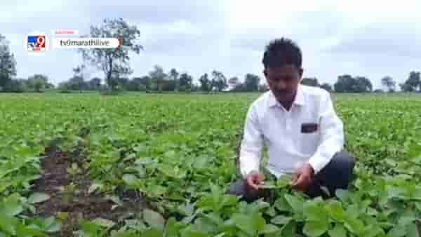 येवल्यातील सोयाबीन उत्पादक शेतकऱ्यांवर संकट, पिकावर अळीचा प्रादुर्भाव