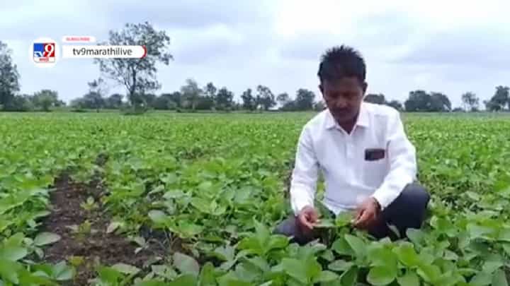 येवल्यातील सोयाबीन उत्पादक शेतकऱ्यांवर संकट, पिकावर अळीचा प्रादुर्भाव येवल्यातील सोयाबीन उत्पादक शेतकऱ्यांवर संकट, पिकावर अळीचा प्रादुर्भाव