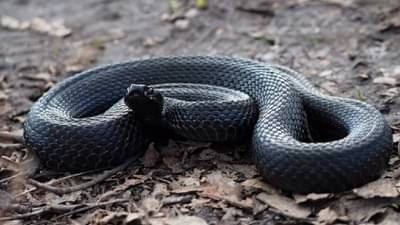 स्वप्नात वारंवार साप दिसतो? हा शुभ संकेत आहे की अशुभ?