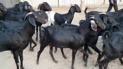 बकऱ्या चोरी करणारी टोळी पोलिसांच्या ताब्यात, 3 लाख 89 हजार 500 रुपयांचा माल हस्तगत