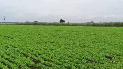 पाऊस सुरु झाल्याने शेतकऱ्यांना काही प्रमाणात दिलासा, शेतकरी पावसाच्या प्रतिक्षेत