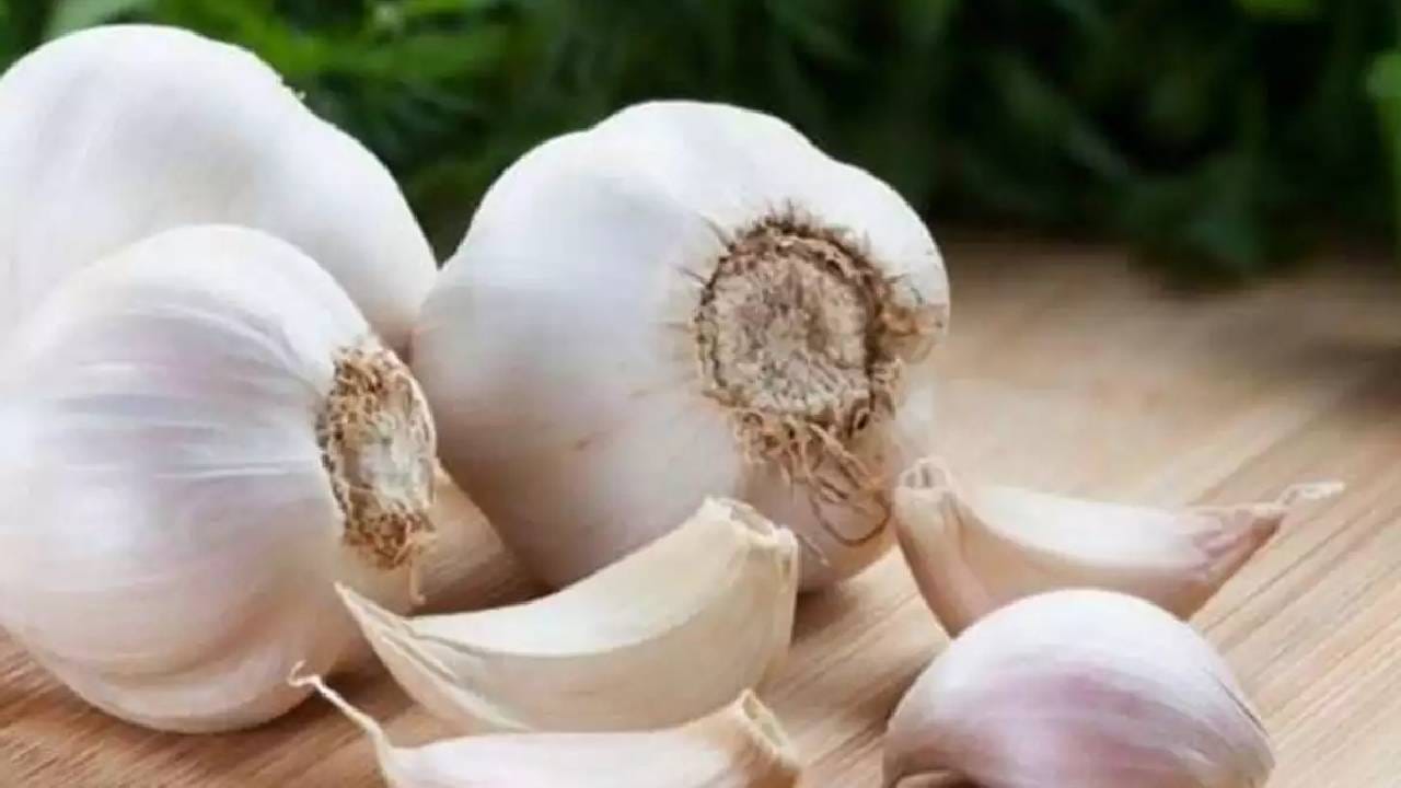 टोमॅटोनंतर लसूणचे दर 200 रुपये किलो; मुसळधार पावसाचा भाजीपाल्याला फटका! टोमॅटोनंतर लसूणचे दर 200 रुपये किलो; मुसळधार पावसाचा भाजीपाल्याला फटका!