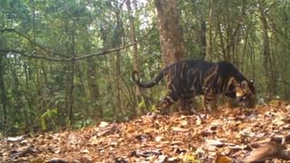 लोकल ट्रेनमध्ये लोकांना उभं राहायला जागा मिळत नाही, या व्यक्तीचा जुगाड पाहून…